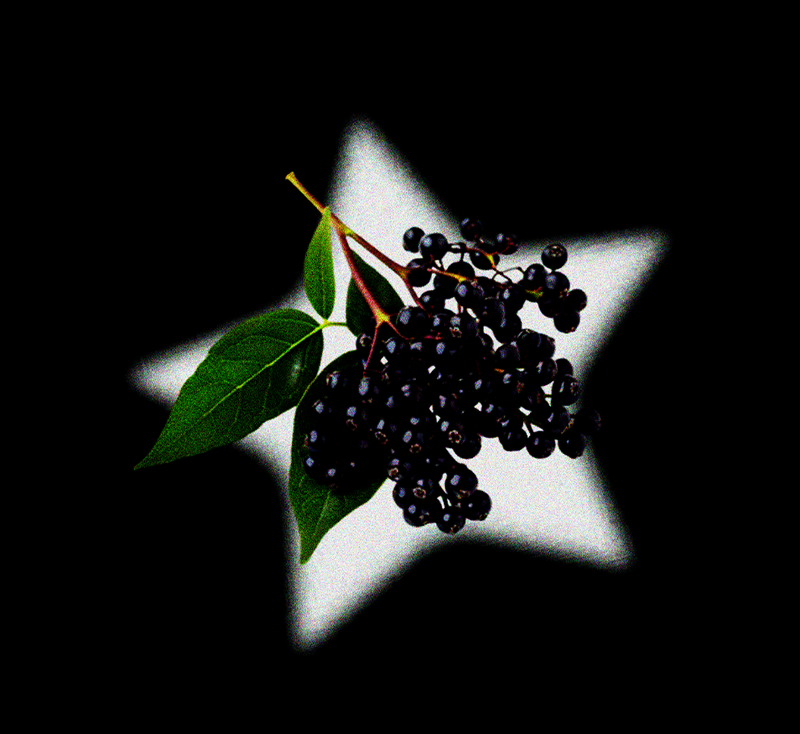 chokeberry powder