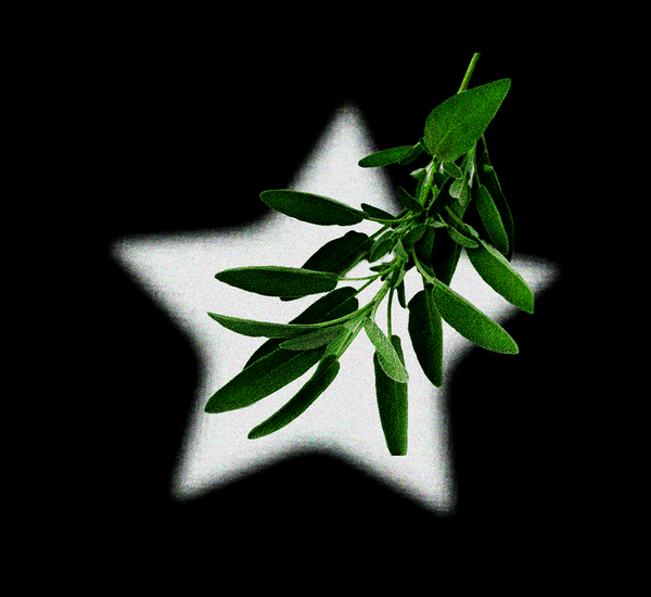 Sage Oil