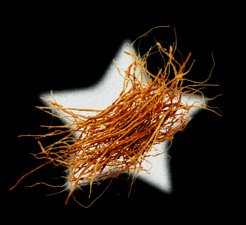 vetiver oil